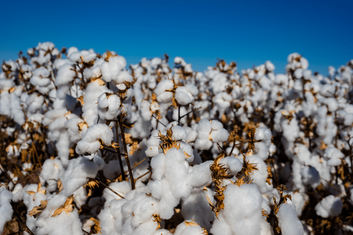Increasing Total Irrigation System Efficiency – Cotton crop