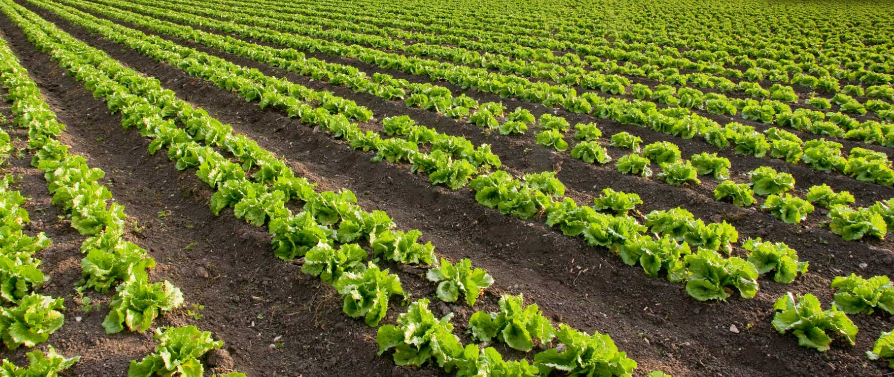 Drip Irrigation for Better Open Field Vegetable Production