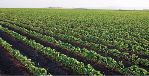 cotton field