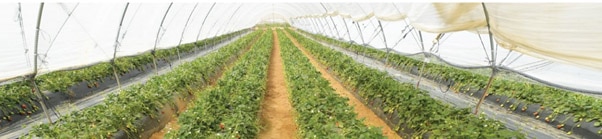 strawberry crop greenhouse 