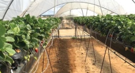 strawberry crop grow in tunnels 