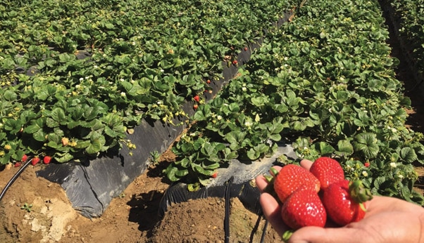 strawberry yield