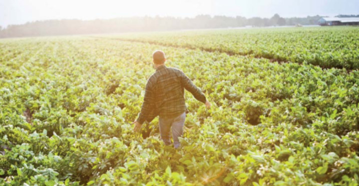 potato drip irrigation