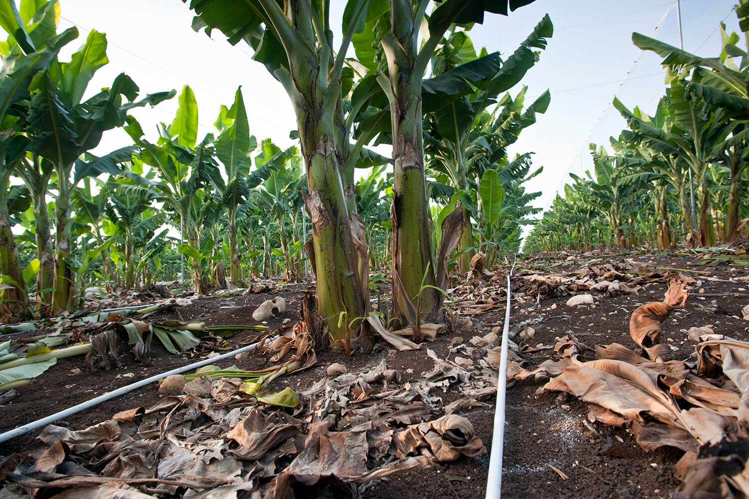 Banana drip irrigation