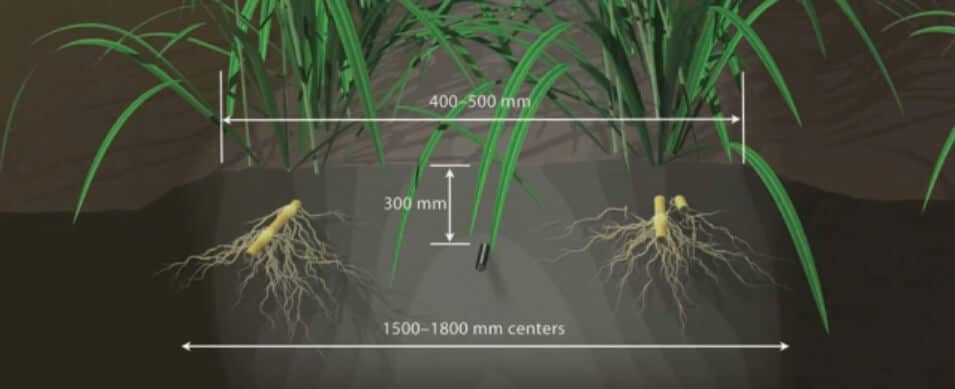 subsurface drip irrigation