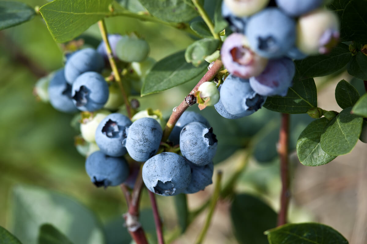 Blueberries: Turn a Challenge into an Opportunity with Drip Irrigation