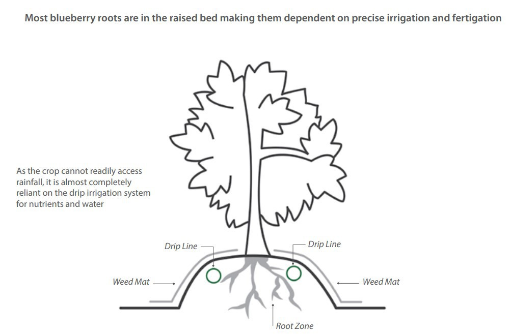 precise irrigation for blueberries