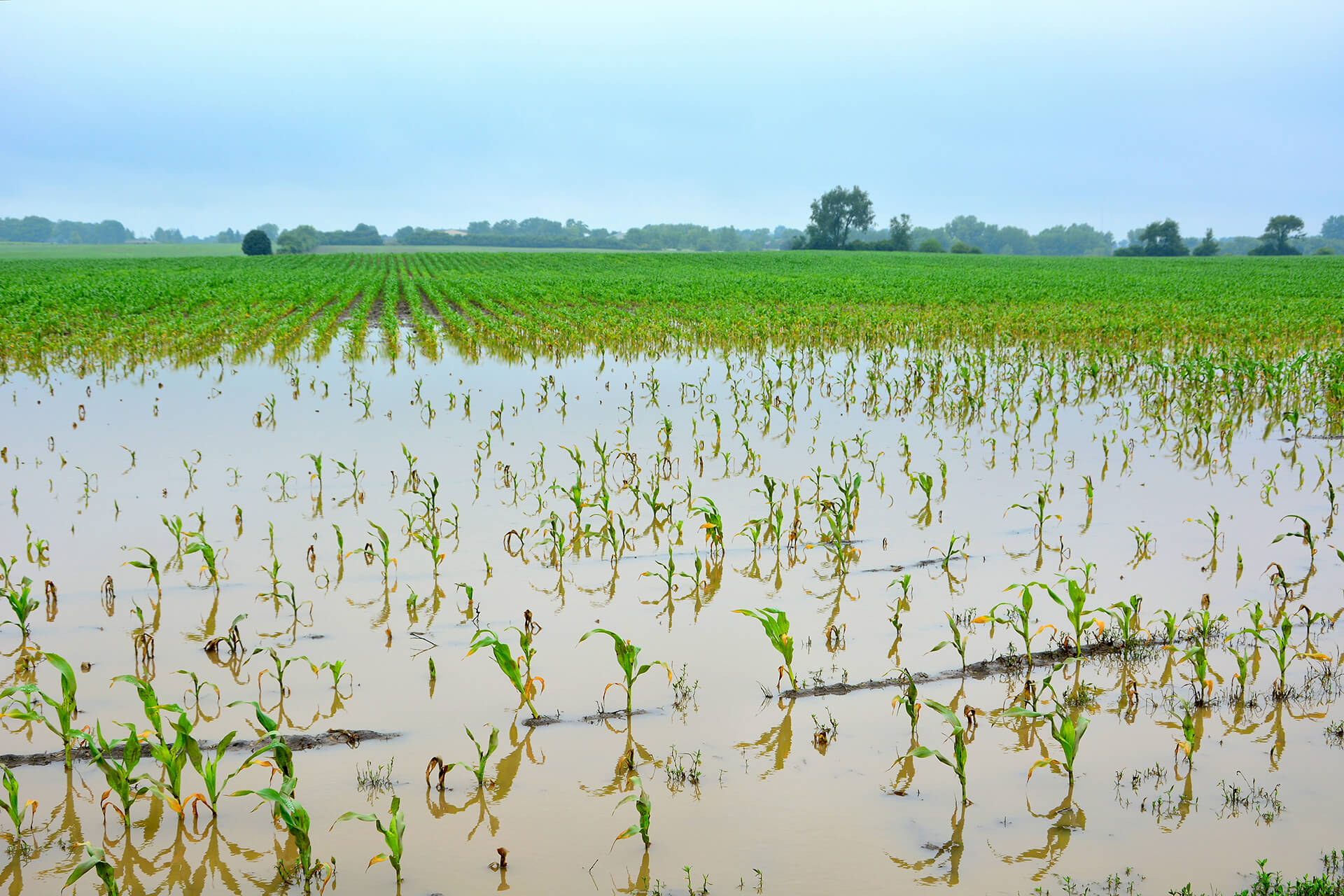 overirrigating Damages