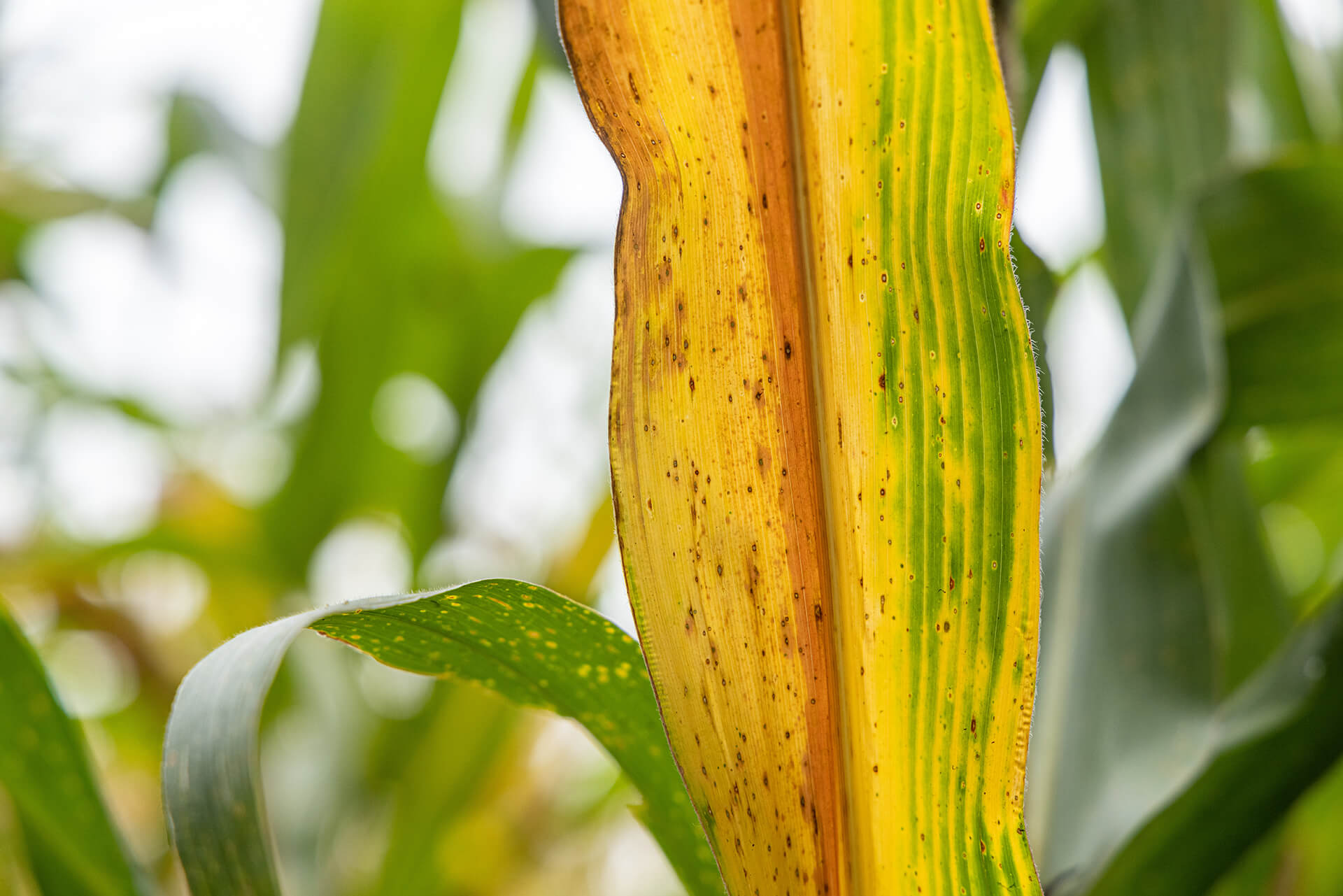 underirrigating Damages