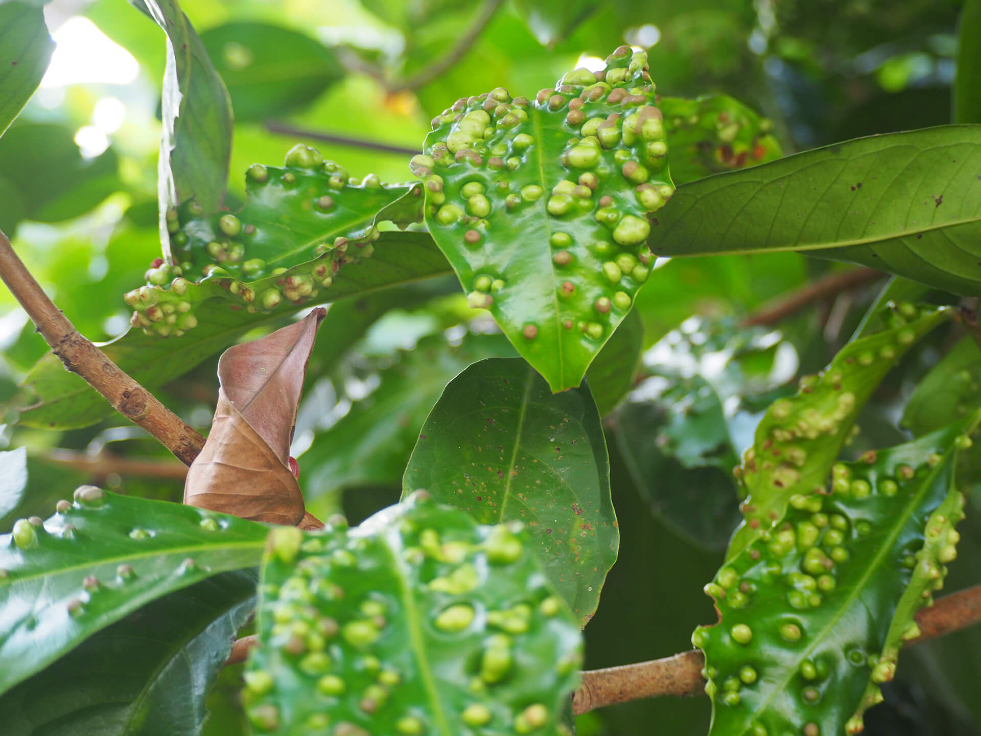 Leaf blisters