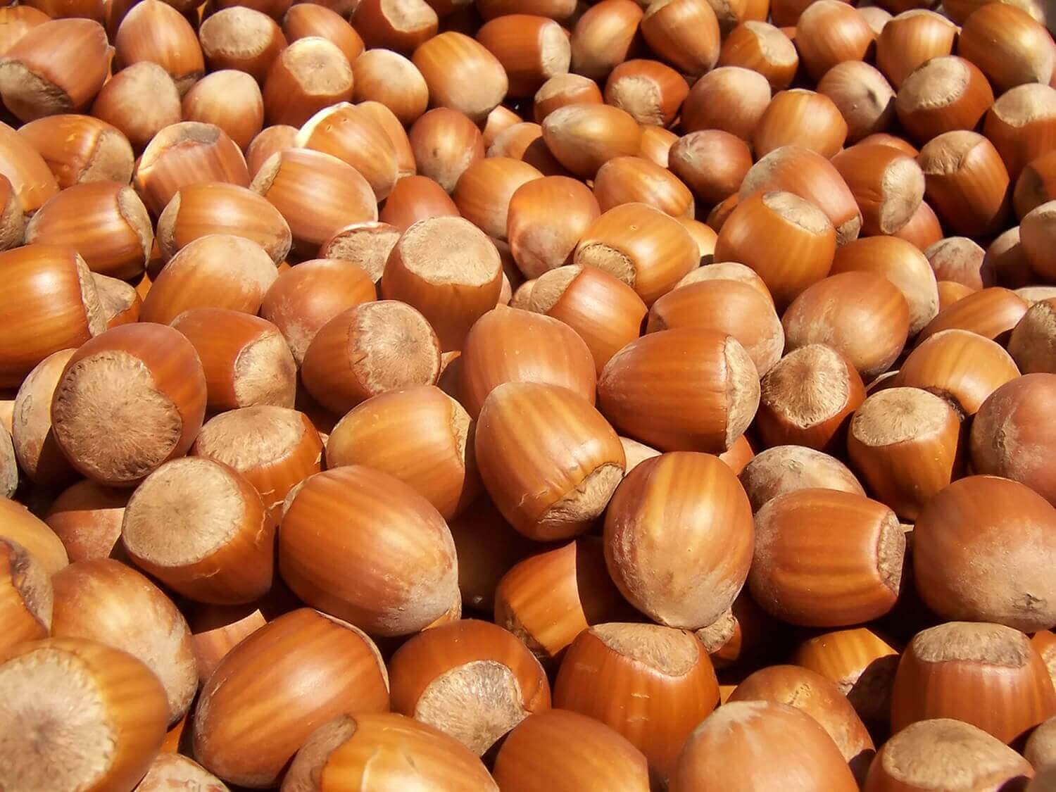 Rivulis solutions for hazelnut irrigation