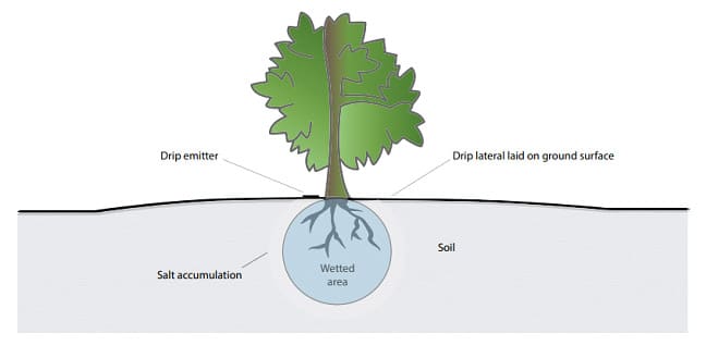 Avocado Water Management