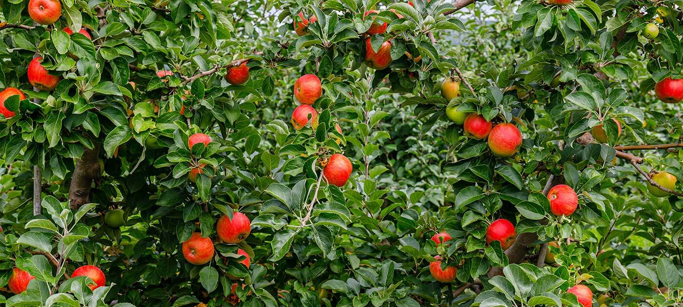 Apples & Pears: Maximizing Your Return