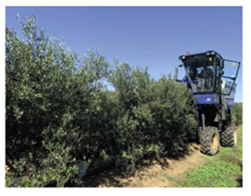 The pruning can be done mechanically and the picking is done using a harvester