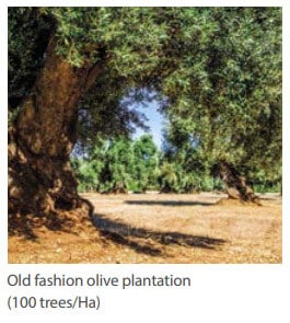 Old fashion olive plantation (100 trees/Ha)