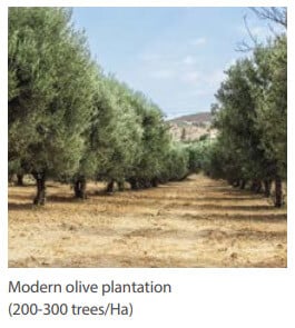 Modern olive plantation (200-300 trees/Ha)