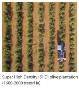 Super High Density (SHD) olive plantation (1600-2000 trees/Ha)