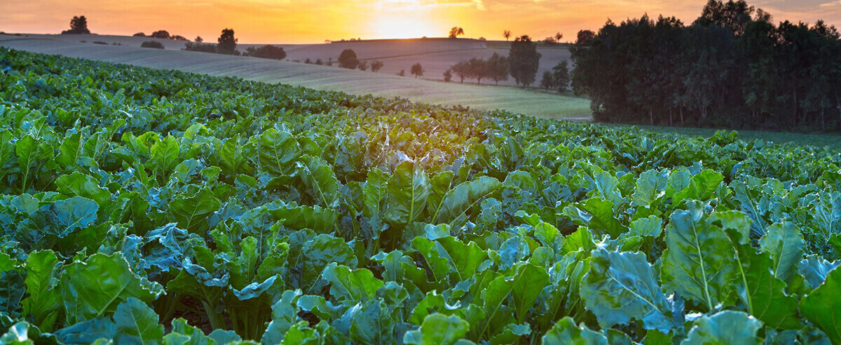 SUGAR BEET – Irrigate with Drip for Crop Certainty