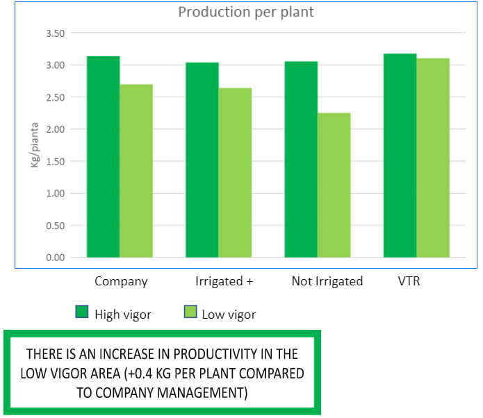 PRODUCTION PER PLANT AT HARVEST (2021)