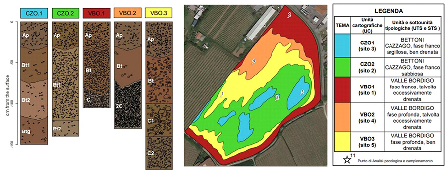 DISTRIBUTION OF THE 5 CARTOGRAPHIC UNITS IDENTIFIED INSIDE THE VINEYARD AND GRAPHIC REPRESENTATION OF THE PROFILE