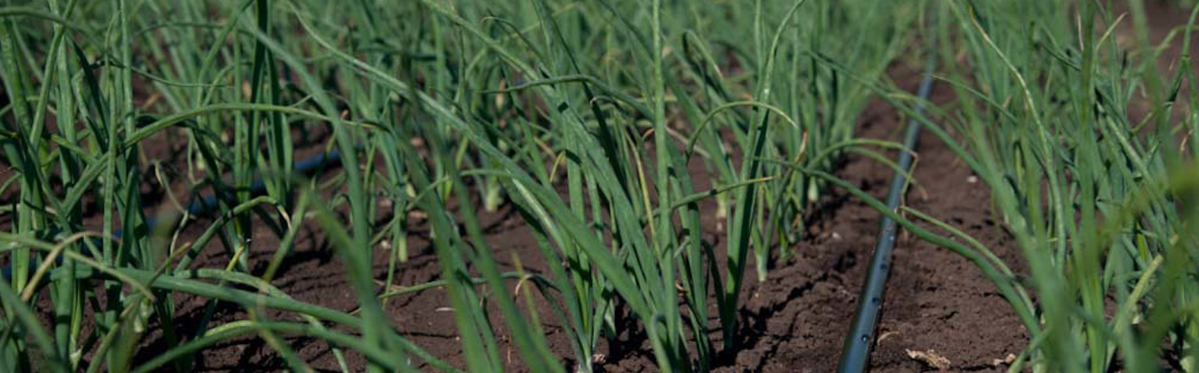 Onion production, including germination, using close emitter spaced drip tape