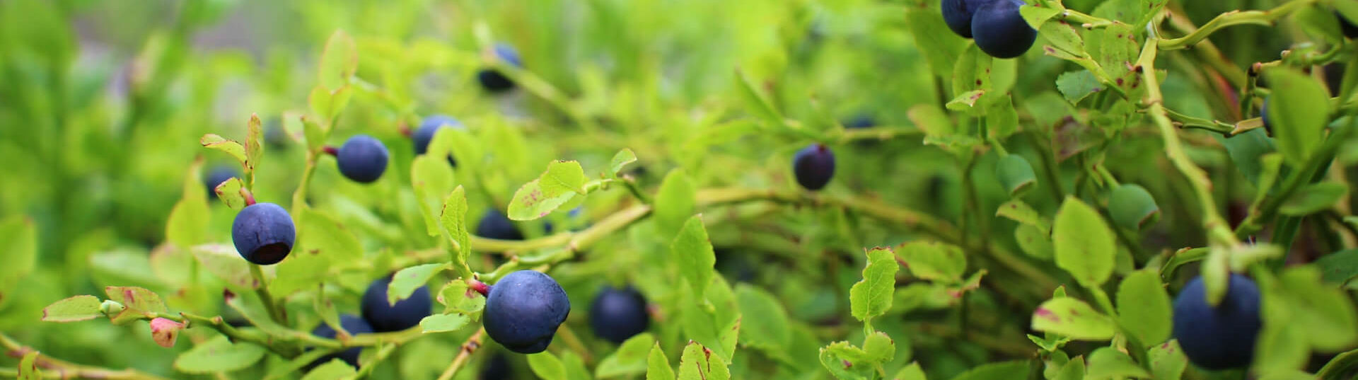 Expert Guide to Growing Blueberries in Soil