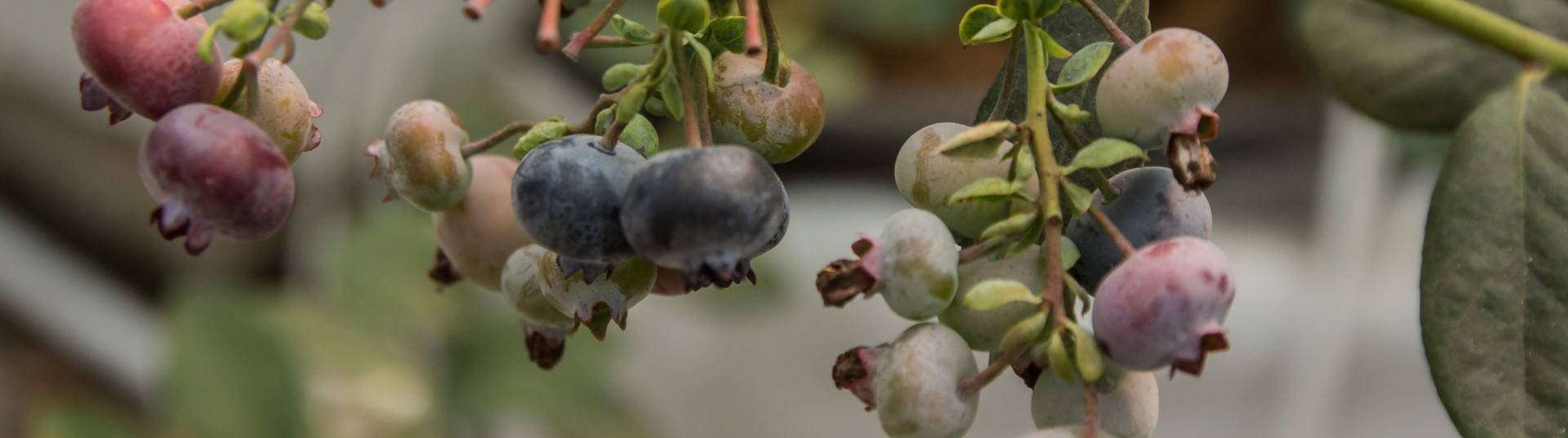 Soilless Commercial Blueberry Farming: Techniques and Innovations