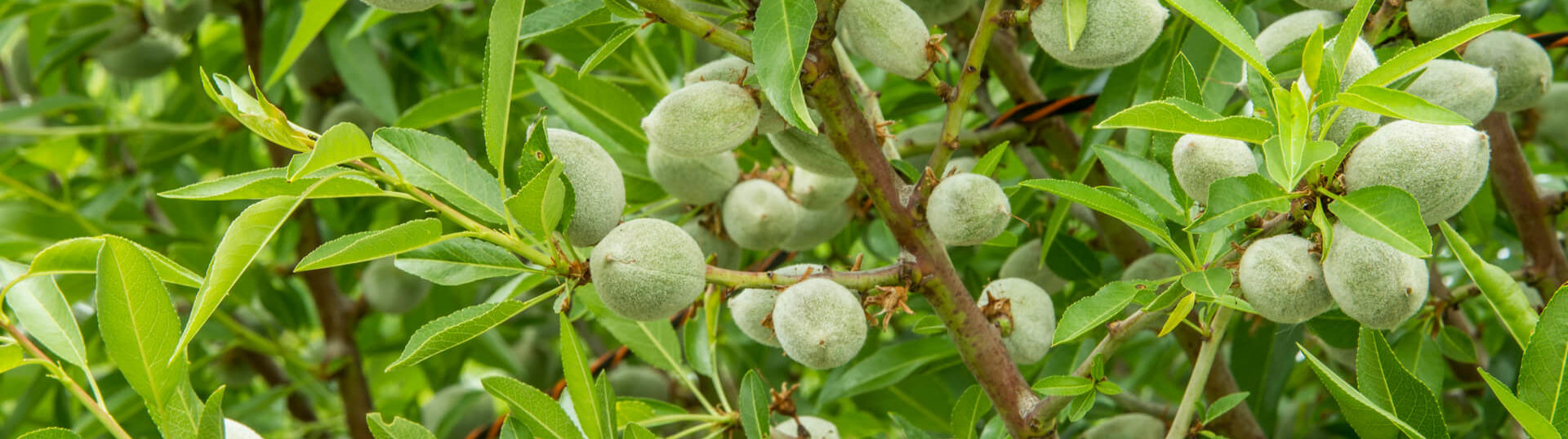 Rivulis partners with Agri-tech farm Veracruz Almonds in a pioneering trial.