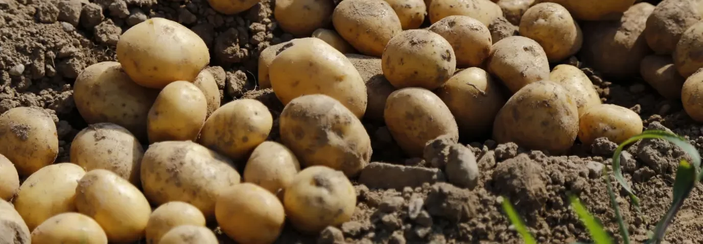 Improved Potato Crop Uniformity using Drip Irrigation, Rivulis Trial Reveals