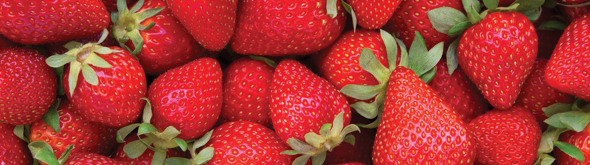 The Ultimate Guide to Farm Strawberry Cultivation