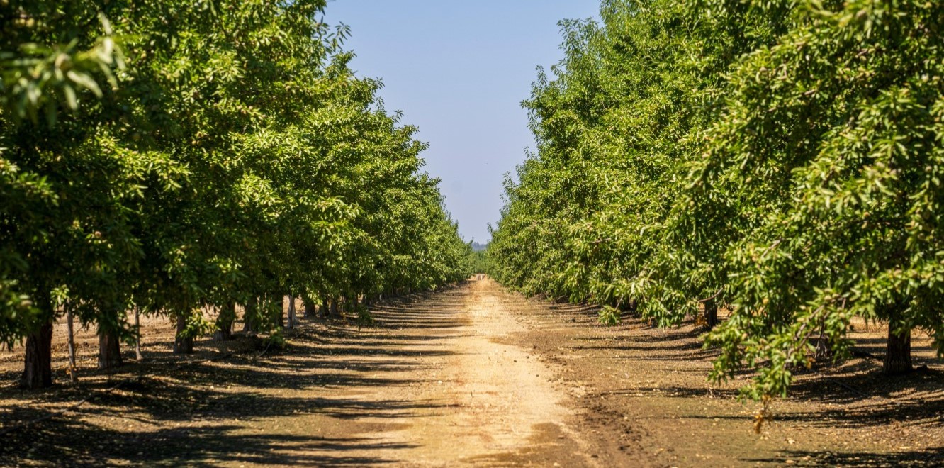 Almond Water Usage & Management