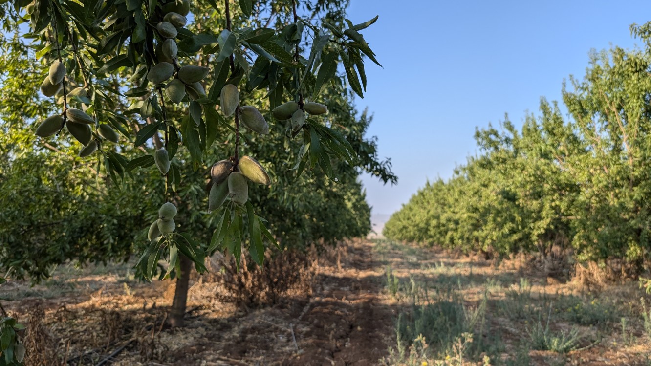 Almond Harvesting and Post-Harvest Handling