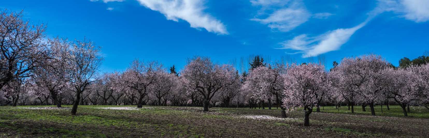 Almond Crop Biology & Growth Requirements