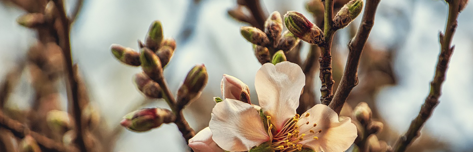 Nutrient Management In Almond Orchard