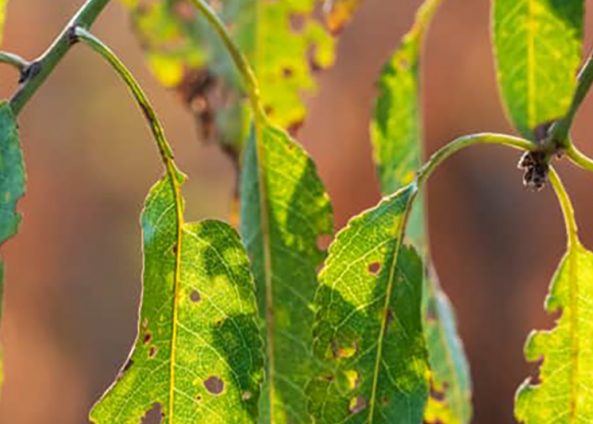 Function and Importance of Macronutrients and Micronutrients in Almond Orchards