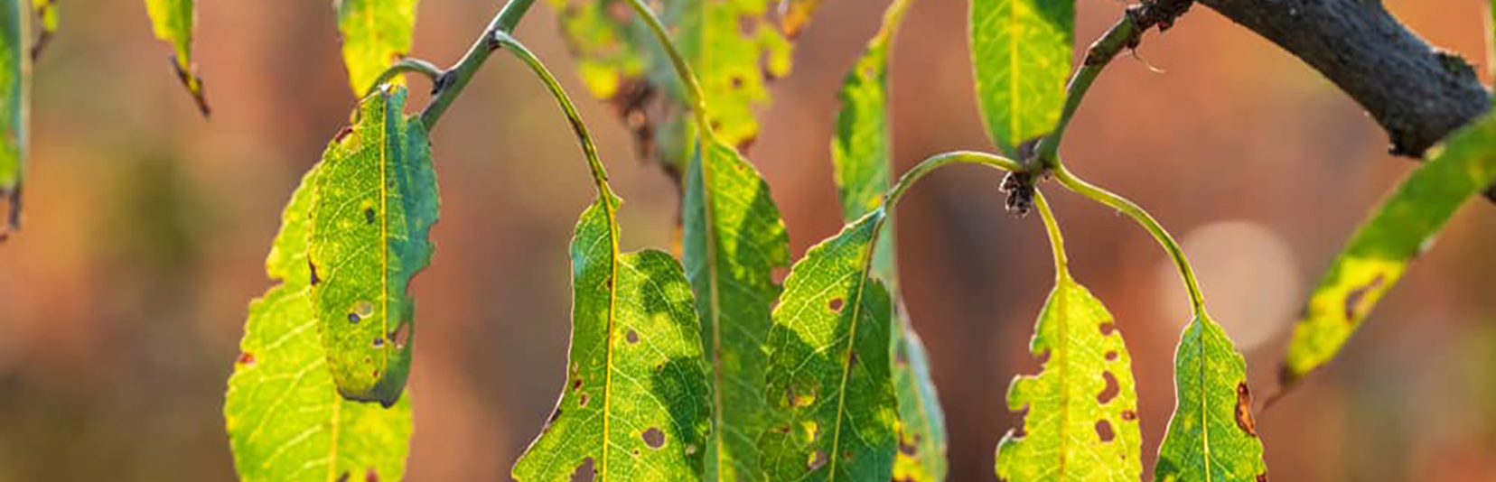 Function and Importance of Macronutrients and Micronutrients in Almond Orchards