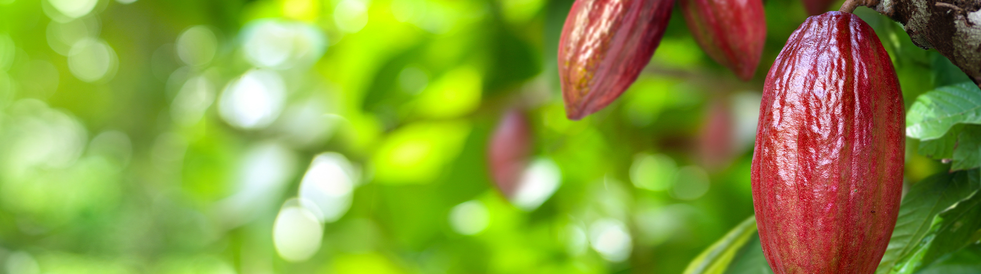 https://rivulisdev.co.il/wp-content/uploads/2025/08/Rivulis_Cacao_DesktopBanner.jpg