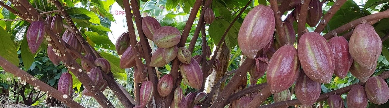 Global Cocoa Production Crisis Opens New Opportunities for Brazil