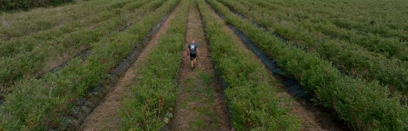 Rivulis: precision irrigation for asparagus and blueberry crops