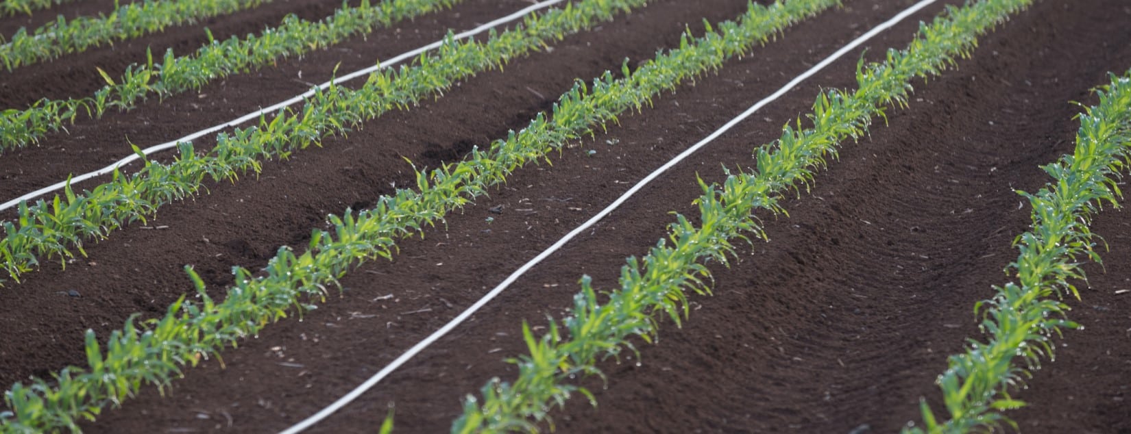 Rivulis Launches Educational Resource to Help Farmers Choose the Right Irrigation System for Row Crops